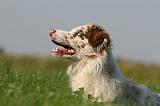 BORDER COLLIE 1417